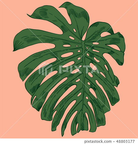 Vector illustration with tropical monstera leaves exotic jungle 48803177