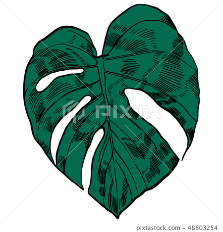 Vector illustration with tropical monstera leaves exotic jungle 48803254