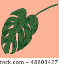 Vector illustration with tropical monstera leaves exotic jungle 48803427