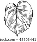 Vector illustration with tropical monstera leaves exotic jungle 48803441