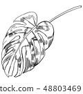 Vector illustration with tropical monstera leaves exotic jungle 48803469