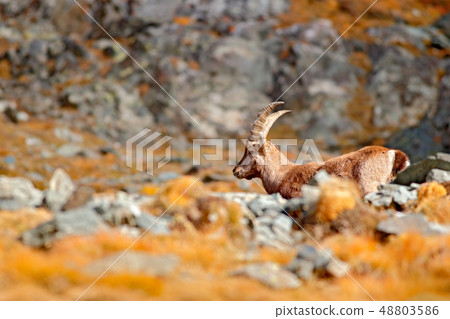 Alpine Ibex, Capra ibex, on the rocky hill 48803586