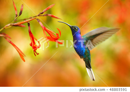 Wildlife in Costa Rica. Big blue hummingbird Wildlife in Costa Rica. Big blue hummingbird 48803591