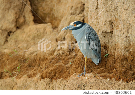Yellow-crowned Night-Heron, Nyctanassa violacea 48803601