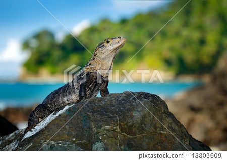 Green iguana, portrait of big lizardon the rock 48803609