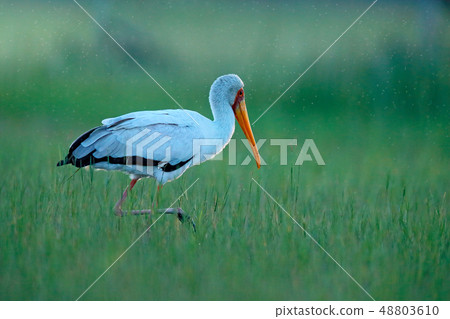 Yellow-billed Stork, Mycteria ibis, in the grass Yellow-billed Stork, Mycteria ibis, in the grass 48803610