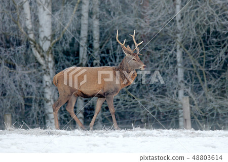 Red deer stag, majestic powerful adult animal 48803614