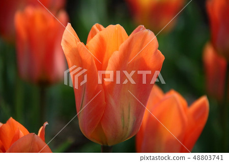 Tulip _ Orange Emperor Tulip _ Orange Emperor 48803741