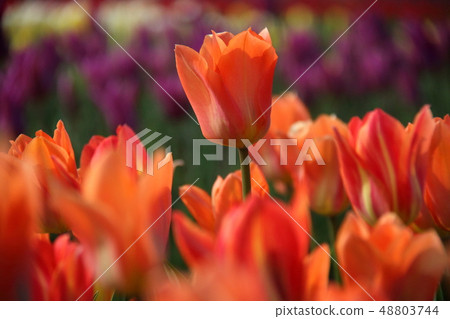 Tulip _ Orange Emperor Tulip _ Orange Emperor 48803744