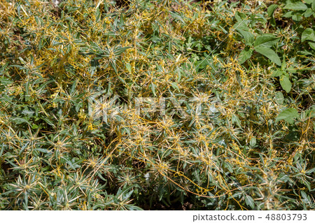 Dodder Genus Cuscuta is parasitic plants Dodder Genus Cuscuta is parasitic plants 48803793