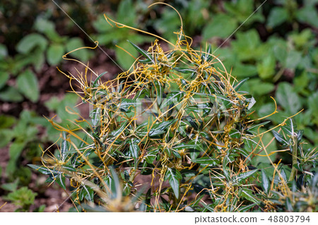 Dodder Genus Cuscuta is parasitic plants Dodder Genus Cuscuta is parasitic plants 48803794
