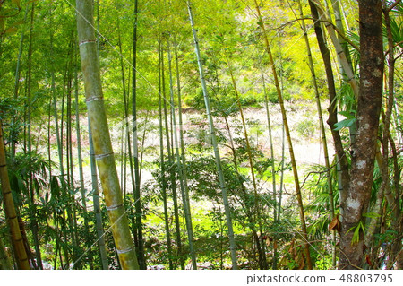 與竹林的風景 與竹林的風景 48803795