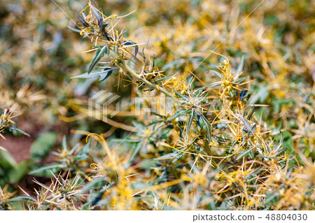 Dodder Genus Cuscuta is parasitic plants Dodder Genus Cuscuta is parasitic plants 48804030