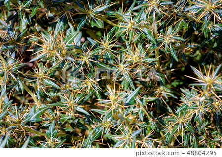 Xanthium spinosum yellow Xanthium spinosum yellow 48804295