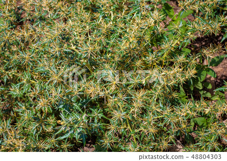 Xanthium spinosum yellow Xanthium spinosum yellow 48804303