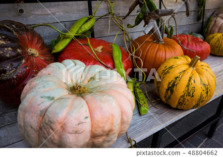 Colorful pumpkin 48804662