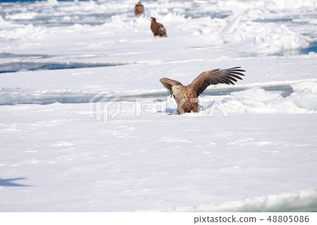 Eagle, Steller's sea eagle, Hokkaido, Sea of Okhotsk, pleasure boat, cruise ship, drift ice 48805086