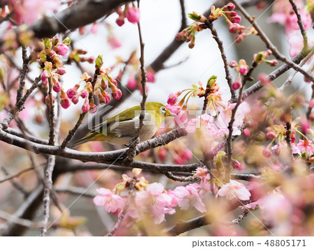 Sakura and mezzo Sakura and mezzo 48805171