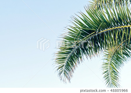 Palm leaves on blue sky with copy space 48805966