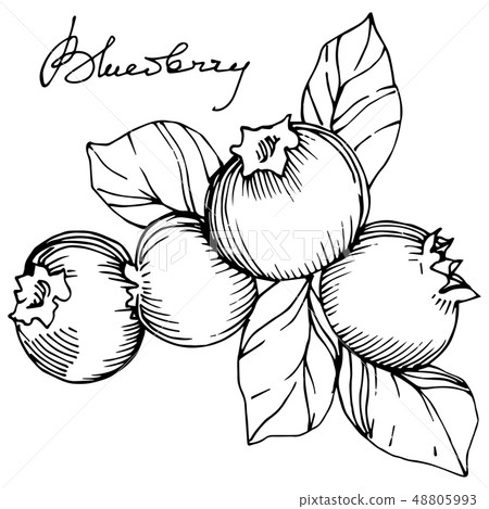 Vector Blueberry black and white engraved ink art. Berries and leaves. Isolated blueberry Vector Blueberry black and white engraved ink art. Berries and leaves. Isolated blueberry 48805993