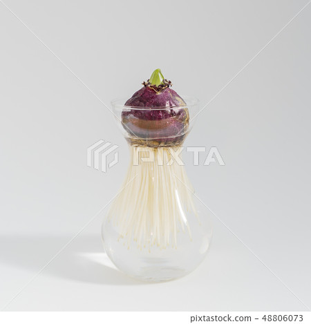 Young Hyacinth bulb in transparent glass vase 48806073