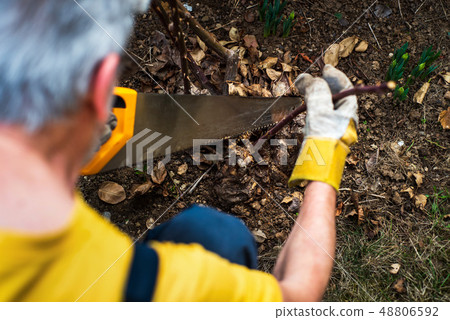 Man pruning roses in the yard Man pruning roses in the yard 48806592
