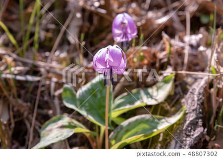 Katakuri-Katakaki Hatsukoi Park- 48807302