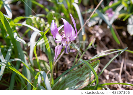 Katakuri-Katakaki Hatsukoi Park- 48807306