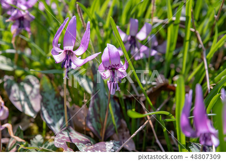 Katakuri-Katakaki Hatsukoi Park- Katakuri-Katakaki Hatsukoi Park- 48807309