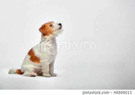 Little dog at studio looking up. Portrait pet. Puppy jack russel terrier 48808013