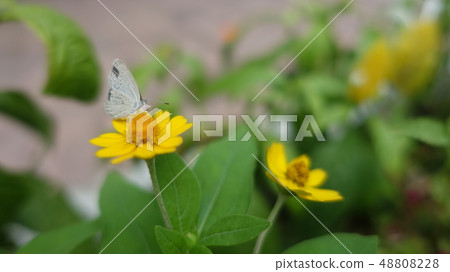 Flower and butterfly 48808228