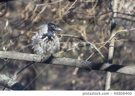 Crow chick. Bird on a tree in spring.  48808400