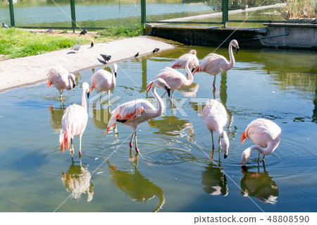 智利 - 聖地亞哥Bicentenario公園 智利 - 聖地亞哥Bicentenario公園 48808590