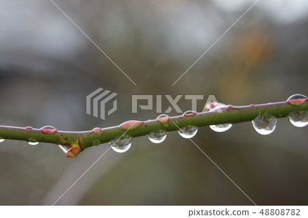Water drop on a rose branch 48808782
