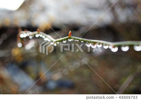 Water drop on a rose branch 48808783