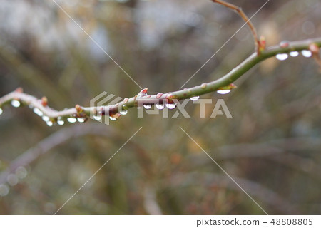 Water drop on a rose branch 48808805