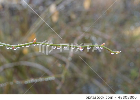 Water drop on a rose branch 48808806