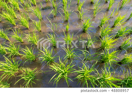 Rice Plants or Organic rice in the water Rice Plants or Organic rice in the water 48808957