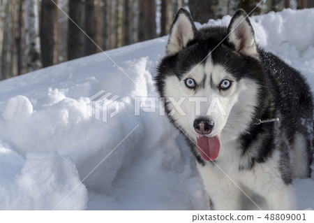 Siberian husky dog portrait Siberian husky dog portrait 48809001