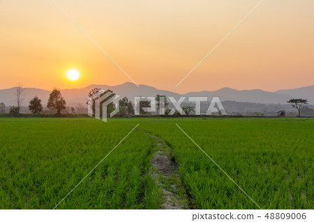 Landscape of Green rice field with mountain on Landscape of Green rice field with mountain on 48809006