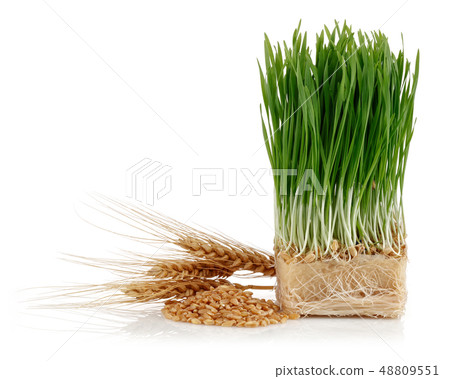 Bunch of wheat ears with green wheat sprouts 48809551