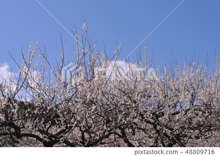 兵庫縣辰野市綾部山梅林 48809716