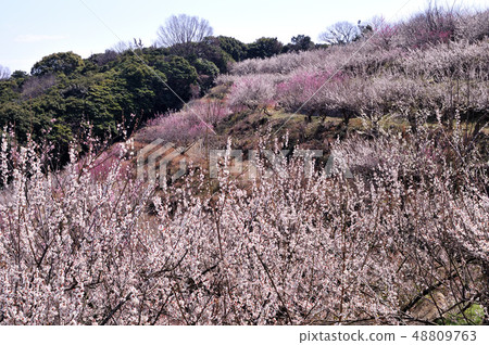 Hyogo Prefecture Tatsuno City Ayabe mountain plum forest 48809763