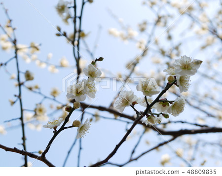白梅花 白梅花 48809835