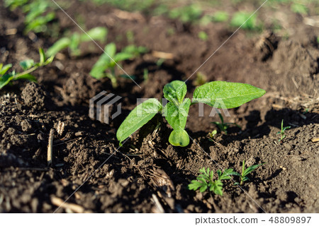 Sunflower seedling green small grew from ground on field Sunflower seedling green small grew from ground on field 48809897