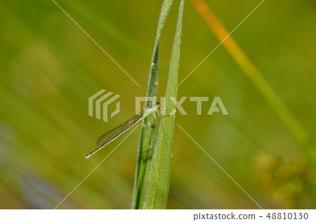 Self-tailed Dragonfly (Ocethys descent Dragonfly) 170521 am 6:29 48810130
