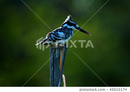 Pied Kingfisher, Ceryle rudis above the river 48810174