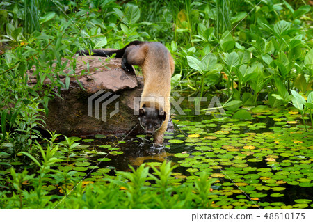 Yellow-throated marten, Martes flavigula 48810175