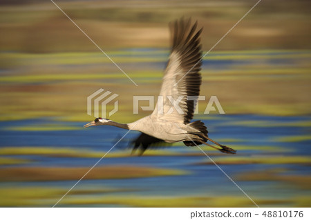 Common Crane, Grus grus, big bird in the nature 48810176
