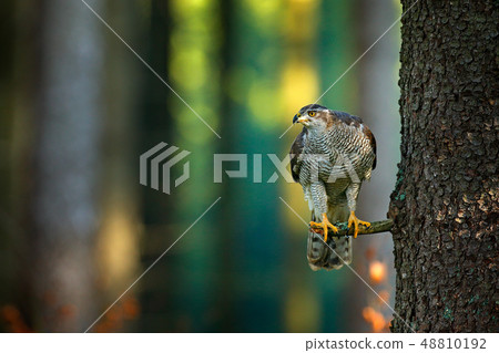 Bird in fall forest. Goshawk, Accipiter gentilis Bird in fall forest. Goshawk, Accipiter gentilis 48810192